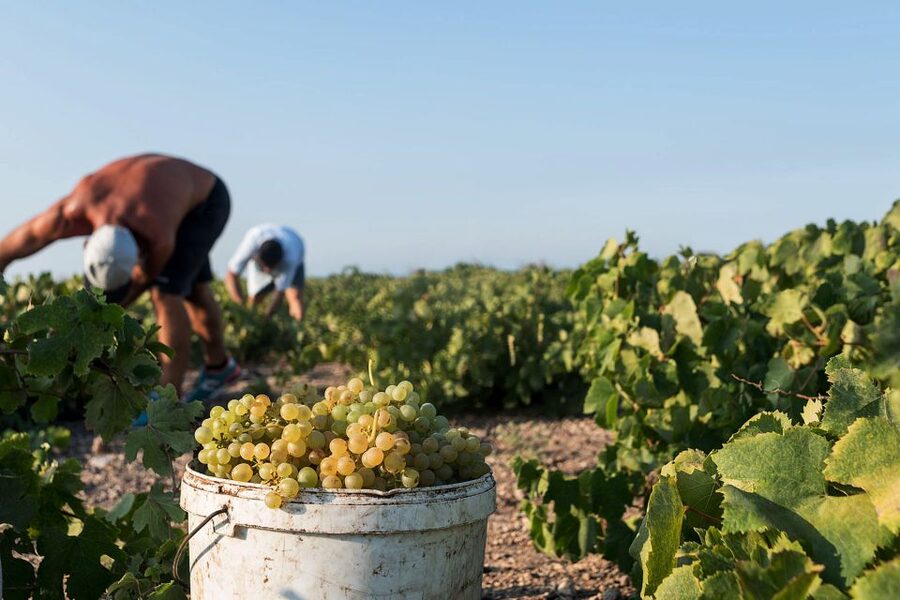 Santorini Wine Roads: Tour of 3 Wineries with a Sommelier - Why Santorini’s wines taste so different