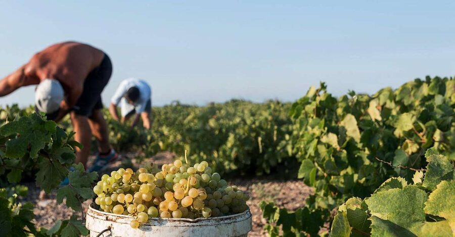 Santorini Wine Roads: Tour of 3 Wineries with a Sommelier - Booking details worth knowing before you go