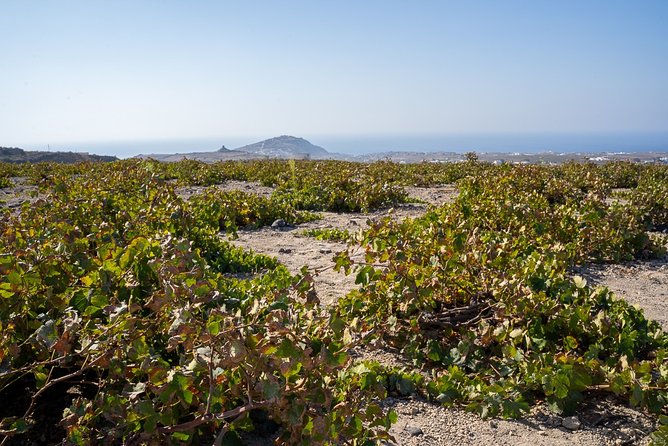 Santorini Wine Roads Tour with Wine Tastings Morning & Sunset - Key points to know before you book