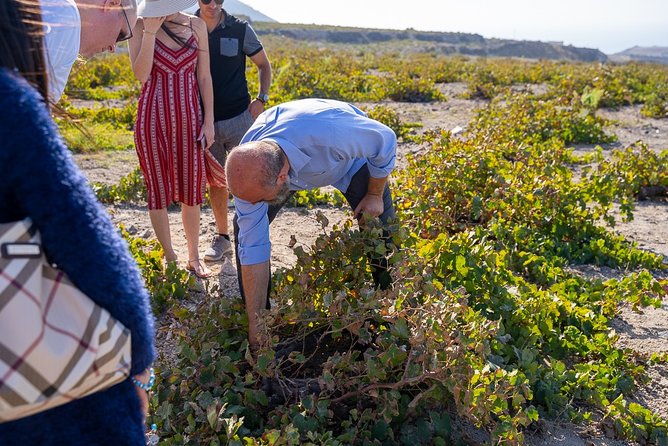 Santorini Wine Roads Tour with Wine Tastings Morning & Sunset - Why Santorini wine is worth your afternoon