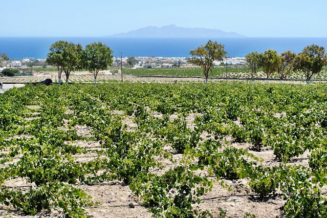 Santorini: Wine Tour with Sunset in Oia - Who should book this wine and sunset tour