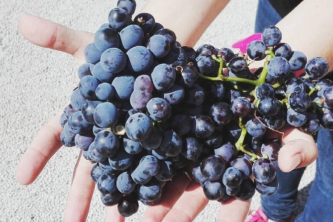 Semi-Private Wine Discovery Tour in Chania - What the $114.65 price really covers