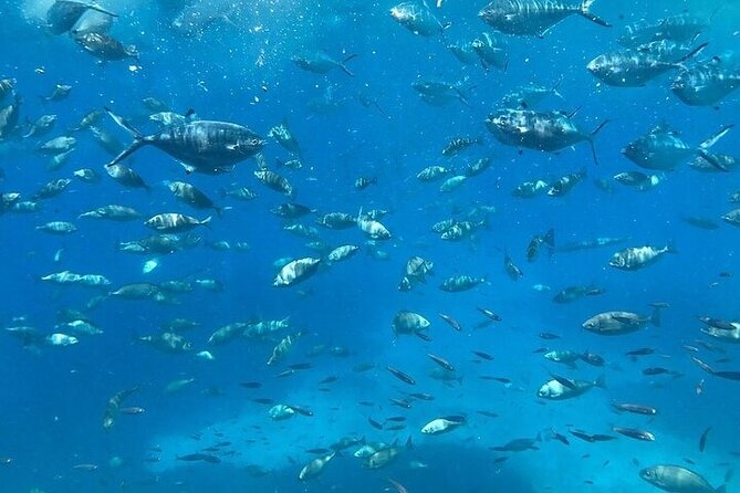Semi-Submarine Tour from Agios Nikolaos - How to Get the Best Out of the Experience