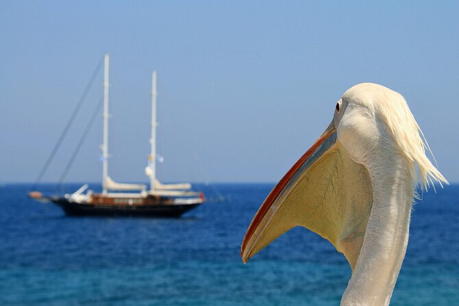 Sightseeing like a Mykonian(Small Group or Private) - Group size, transport, and pickup details