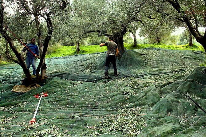 Small-Group Honey & Extra Virgin Olive Oil Tasting Tour in Crete - The family story from 1920 to today