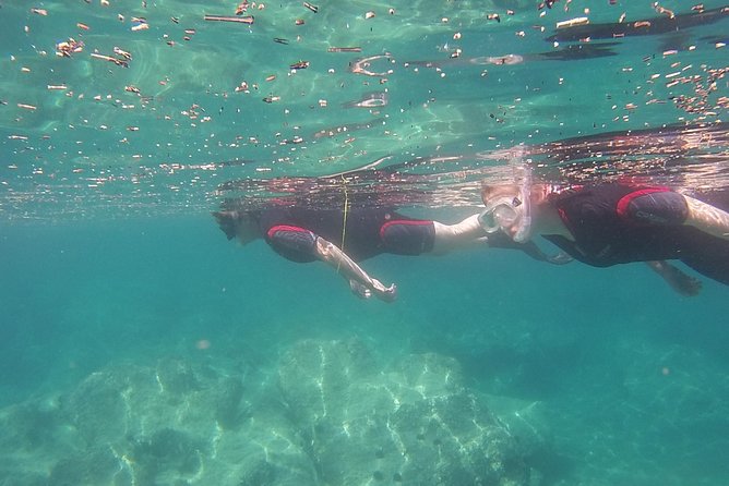 Snorkeling trip - Marine life and what you might actually see