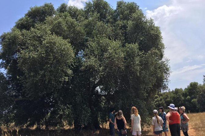 The Governor's Olive Mill Tour with Olive Oil Tasting - Why an olive mill makes sense in Corfu