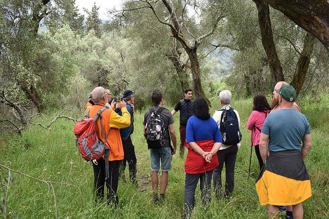 The Governor's Olive Mill Tour with Olive Oil Tasting - Group size, comfort, and guide quality