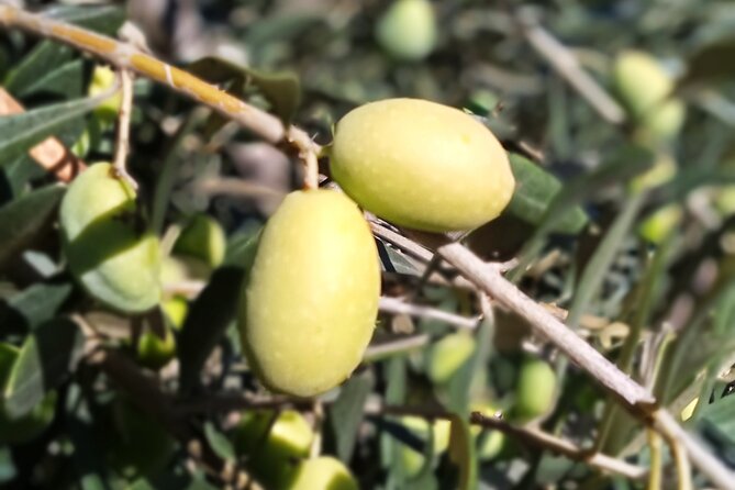 The Olive Oil Experience @ Lefkada Micro Farm - What the olive oil tasting teaches you