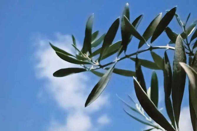 The Olive Oil Experience @ Lefkada Micro Farm - Why the farm setting improves the lesson