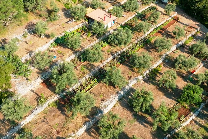 The Olive Oil Experience @ Lefkada Micro Farm - Who will get the most from the $54 price