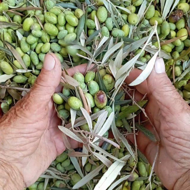 The Olive Oil Experience @ Lefkada Micro Farm - Is the tasting suitable for children and non-food experts?