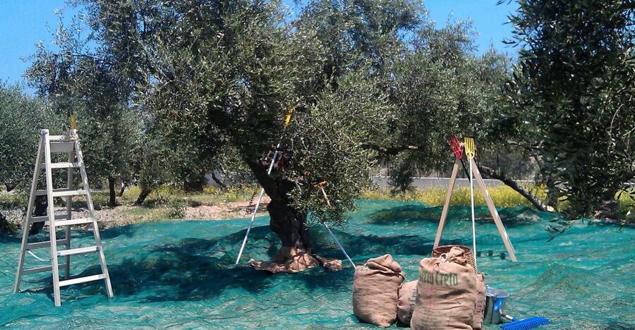 The Terra Creta Olive Oil Experience Tour - Key points to know before you go