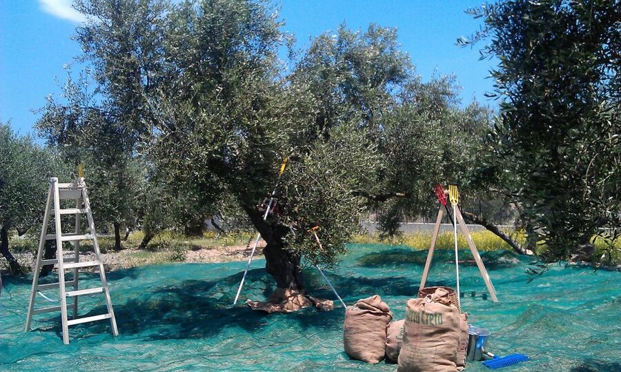 The Terra Creta Olive Oil Experience Tour - Buying olive oil without creating a luggage problem