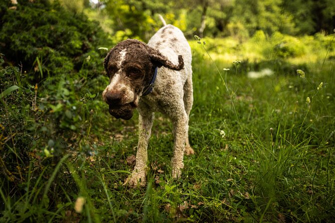 Truffle Hunting at Meteora - Turning the find into truffle pasta