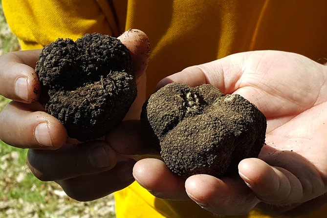 Truffle Hunting at Meteora - Price, timing, and who gets the best value
