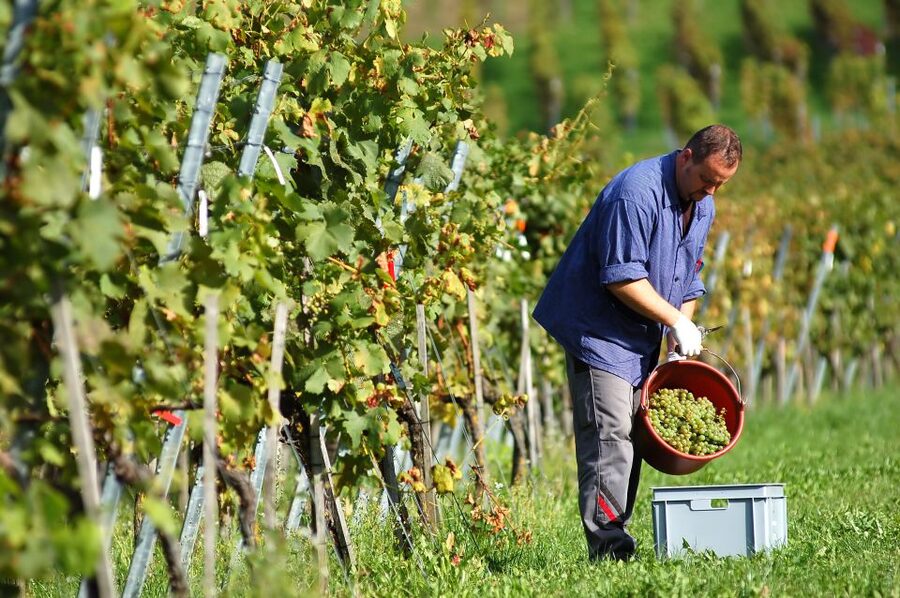 Vineyard Sips: Family Winery Tour & Gourmet Tasting in Corfu - Kakotrigis, Rosé, and Three Different Glasses