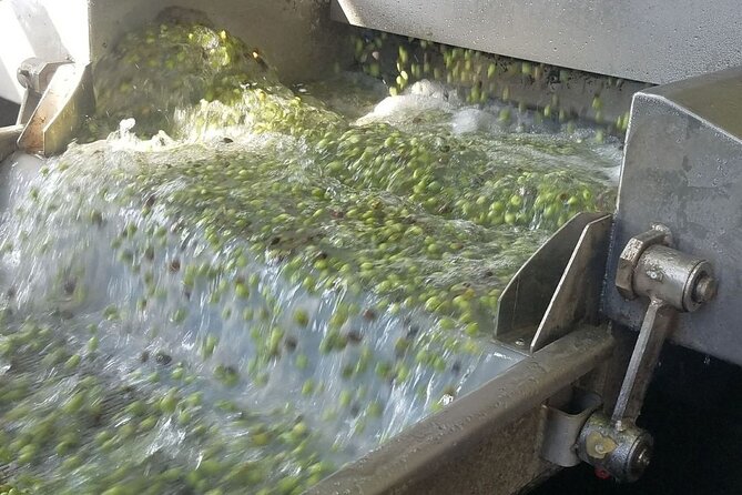 Wine, Olive Oil, and Honey Tour with Winemaker - The morning begins with pickup at 9:30