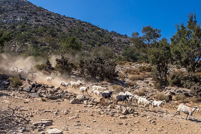 Wine & Olive Oil Tour with lunch at the White Mountains - The downhill journey reveals Crete in layers