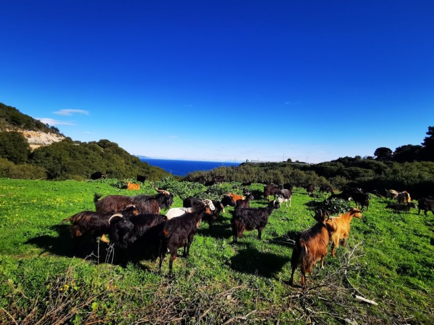 Zakynthos: early morning Shipwreck,Blue Caves and view point - Guides, timing, and what to pack