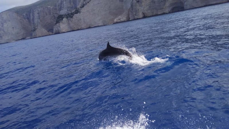 Zakynthos: Shipwreck Beach, Viewpoint, Blue Caves Day Tour - Who will enjoy this Zakynthos day tour?