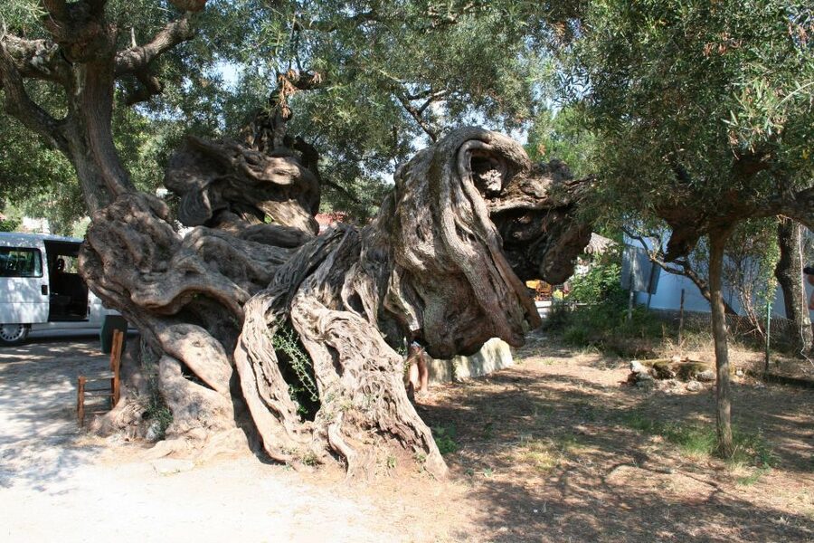 Zakynthos: Shipwreck Beach with Blue Caves Land & Sea Tour - Mountain villages and a 2,000-year-old olive tree