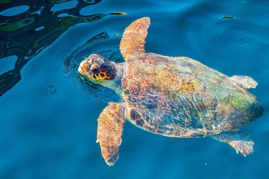 Zakynthos: Turtle Island & Keri Caves Glass-Bottom Boat Tour - Key things to know before you go
