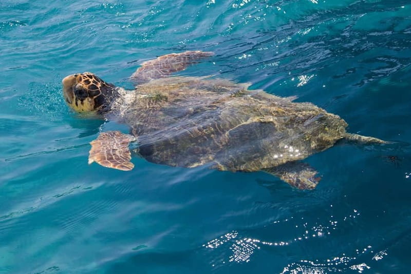 Zakynthos: Turtle Spotting Cruise with Glass-Bottom Boat - Key details before you book