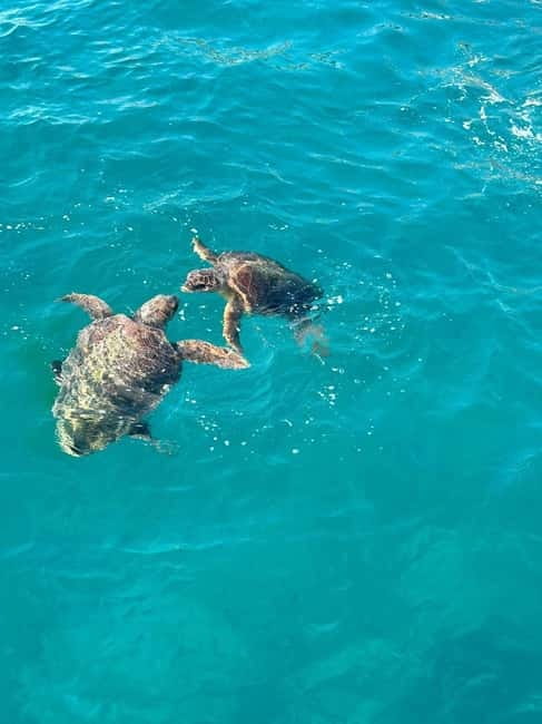 Zakynthos: Turtle Spotting Cruise with Glass-Bottom Boat - What this $26.82 cruise actually gives you