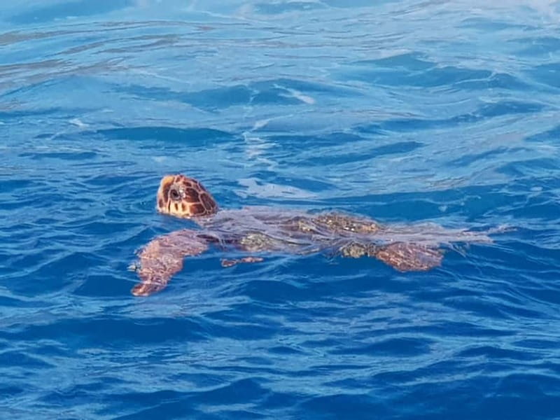 Zakynthos: Turtle Spotting Cruise with Glass-Bottom Boat - Who should book this boat trip?