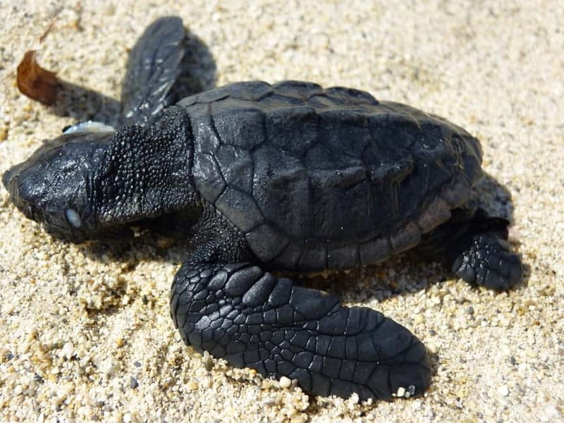 Zakynthos: Turtle Spotting Cruise with Glass-Bottom Boat - Starting at Laganas and Cameo Islet