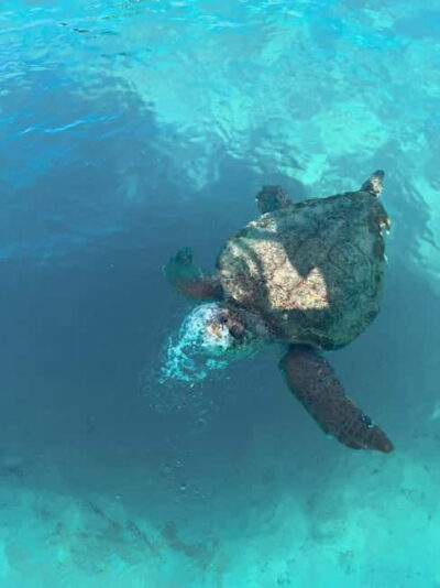 Turtles, Marathonisi & Keri Caves Speedboat Tour