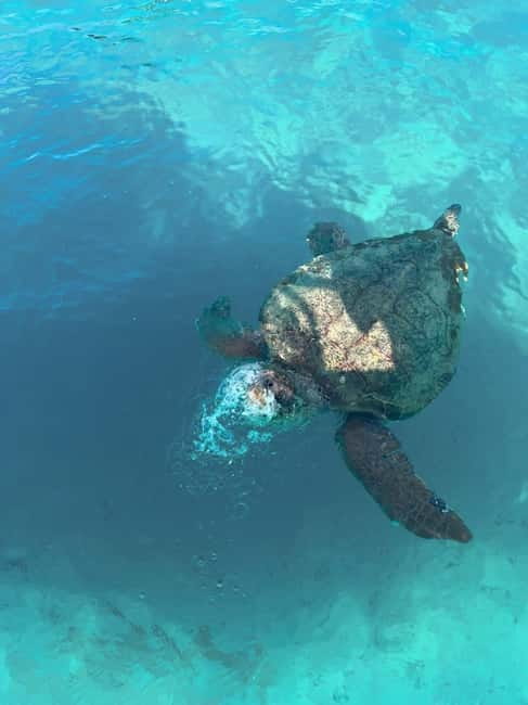 Zakynthos: Turtles, Marathonisi & Keri Caves Speedboat Tour - Searching for Caretta caretta turtles